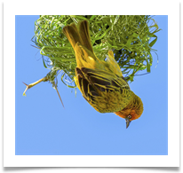 10 WEAVER BIRD - Steve Hodson